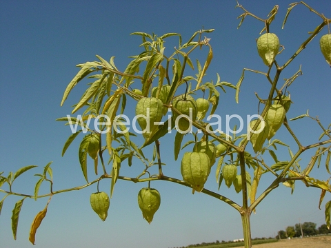 groundcherry, longleaf